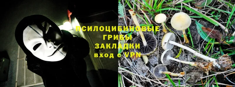 Псилоцибиновые грибы Psilocybine cubensis  Аркадак 